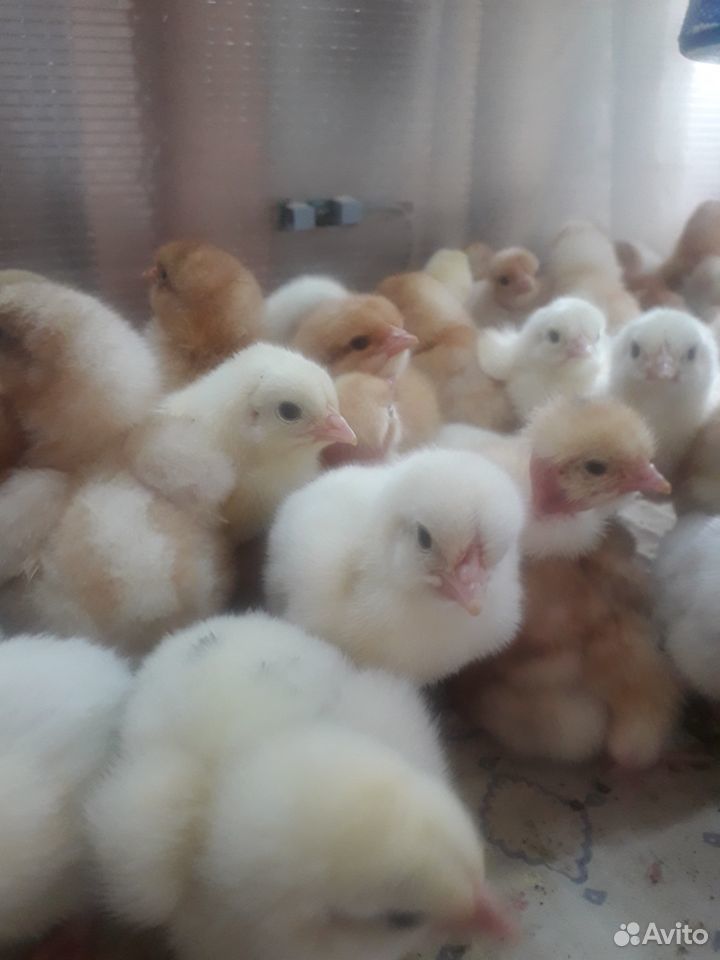 Где Купить Цыплят В Омске