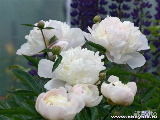 Продаю с кустов цветы роз, тюльпаны пионы и другие купить на Зозу.ру - фотография № 2