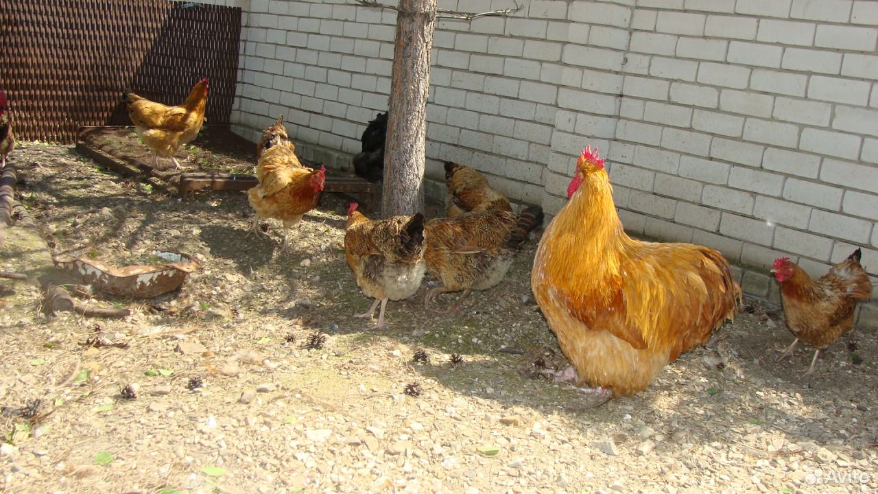 Цыплята кучинские купить на Зозу.ру - фотография № 3