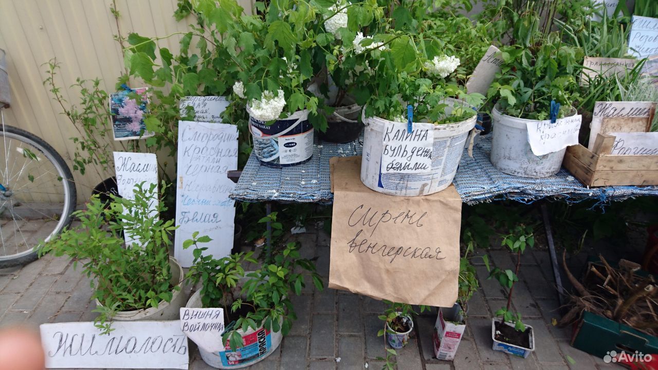 Продаю рассаду, саженцы, цветы, ягоды купить на Зозу.ру - фотография № 3