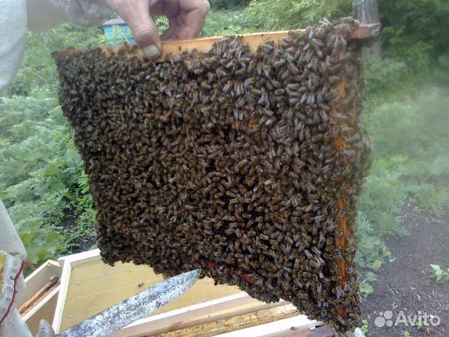 Пчелопакеты и Пчелосемьи Карпатка купить на Зозу.ру - фотография № 1