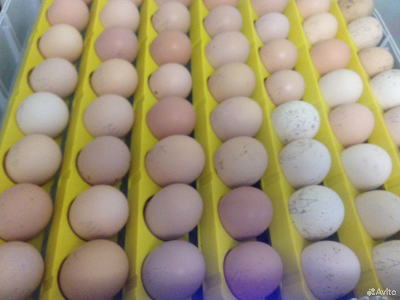 Купить яйцо инкубационное в нижегородской. 150 Шт инкубационное яйцо. Инкубаторские яйца. Инкубационное яйцо бройлера. Фиолетовое яйцо инкубационное.
