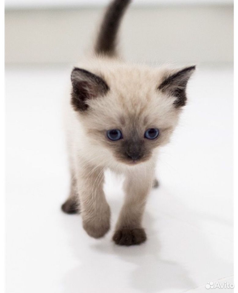 Кот живой купить. Сиамские котята. Котёнок сиамский тайский 1 месяц. Сиамская кошка. Кошки маленькие.