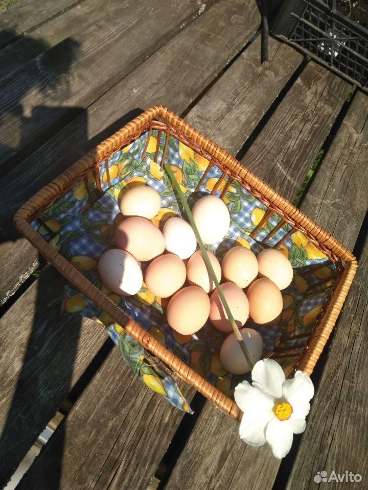 Домашние куриное яйцо,инкубационное яйцо,цыплята купить на Зозу.ру - фотография № 4