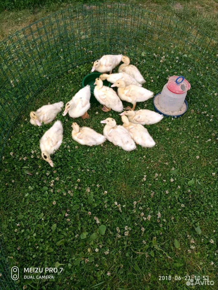 Яйца от домашних кур и цесарок, птица купить на Зозу.ру - фотография № 2