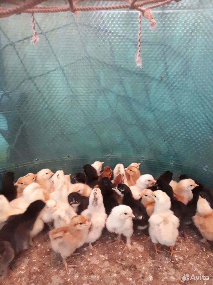 Продам цыплят,вылуп 5 июня купить на Зозу.ру - фотография № 6