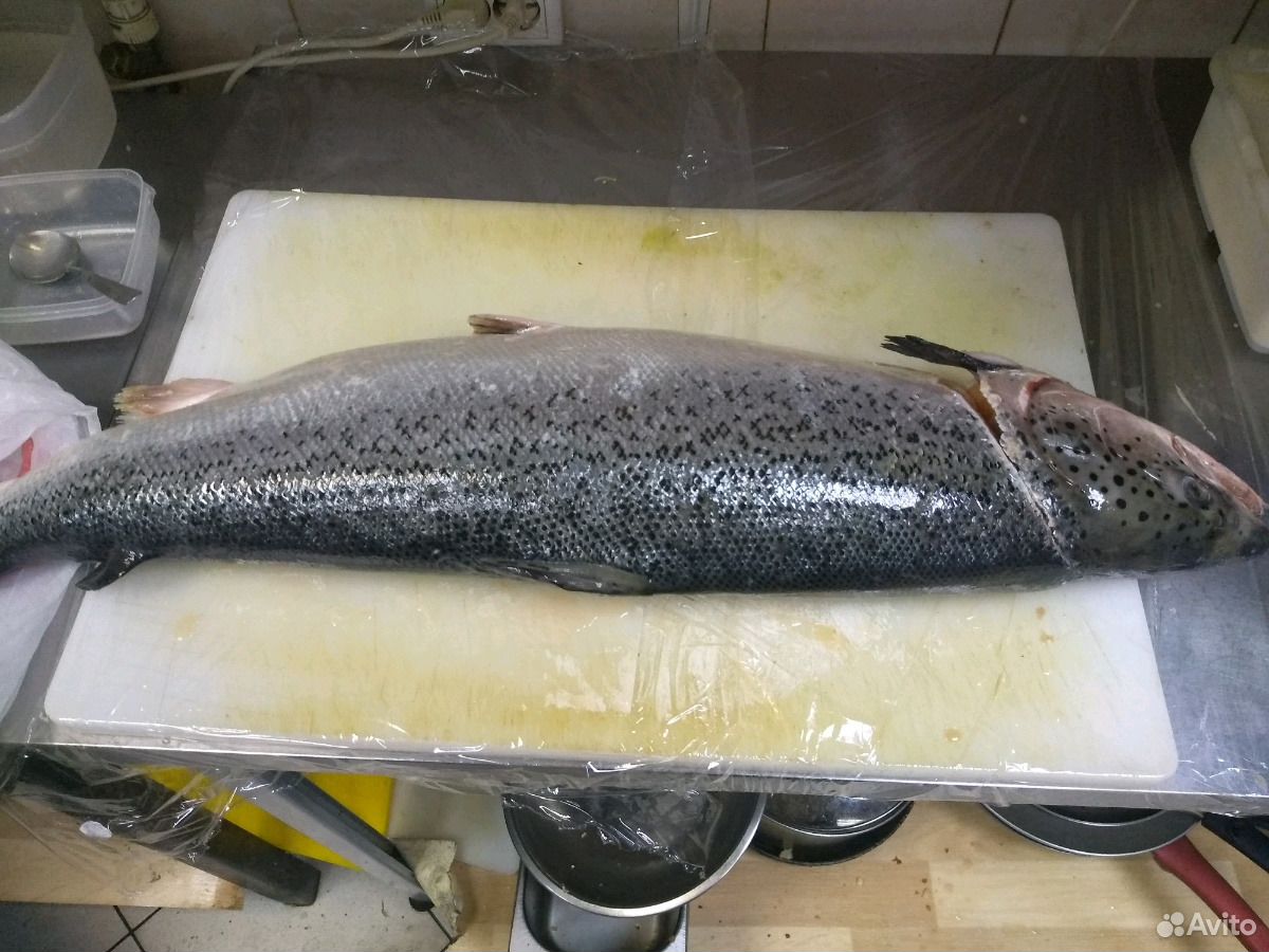 Остатки лосося купить на Зозу.ру - фотография № 1