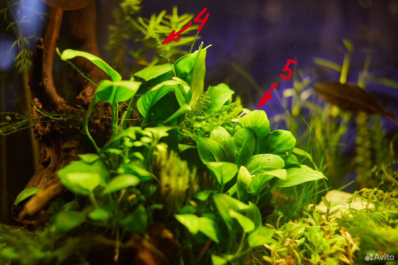 Анциструсы, аквариумные растения, креветки купить на Зозу.ру - фотография № 4