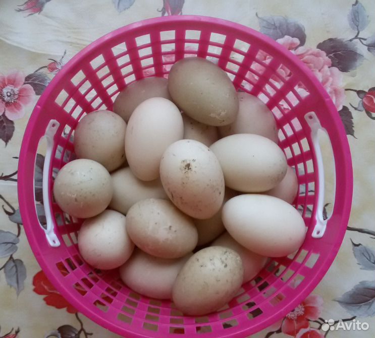 Яйцо мускусной утки купить на Зозу.ру - фотография № 2