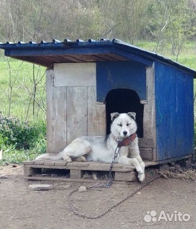 Собака в хорошие руки купить на Зозу.ру - фотография № 2