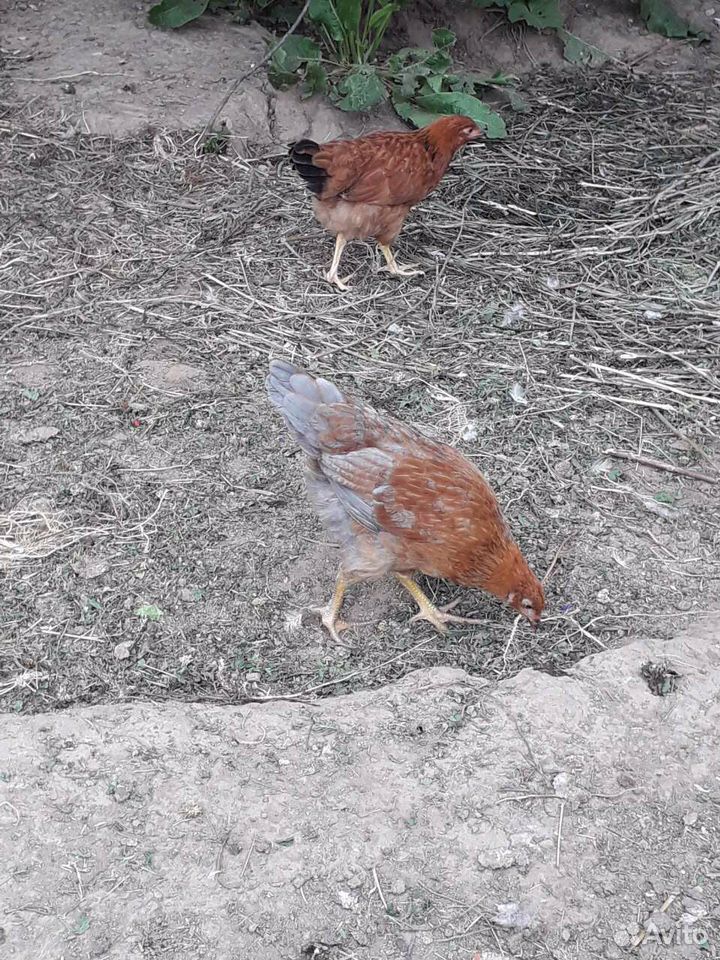 Цыплята 3 мес купить на Зозу.ру - фотография № 2