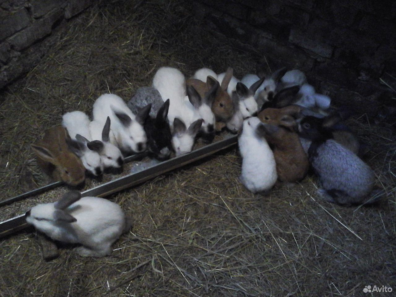 Крольчата 2-4 мес. бсс, Калифорния и их помеси купить на Зозу.ру - фотография № 1