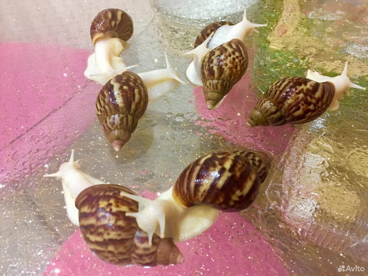 Улитки ахатинки (Achatina reticulata)