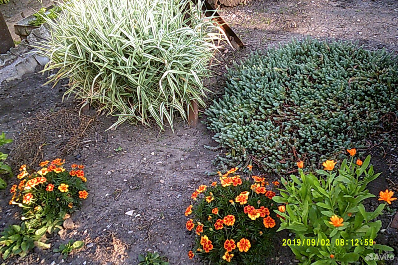 Глоксиния.Комнатные цветы и декоративная трава купить на Зозу.ру - фотография № 9