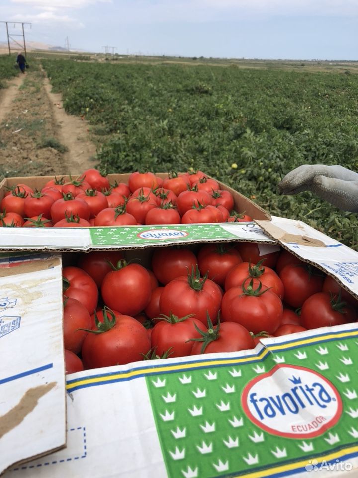 Круглые помидоры сорт «лоджейн» Оптом купить на Зозу.ру - фотография № 10