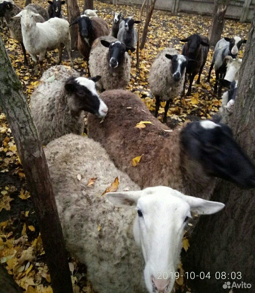 Животные купить на Зозу.ру - фотография № 2
