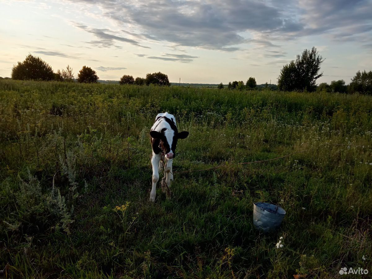Дойные коровы,нетели,телята на мясо купить на Зозу.ру - фотография № 7