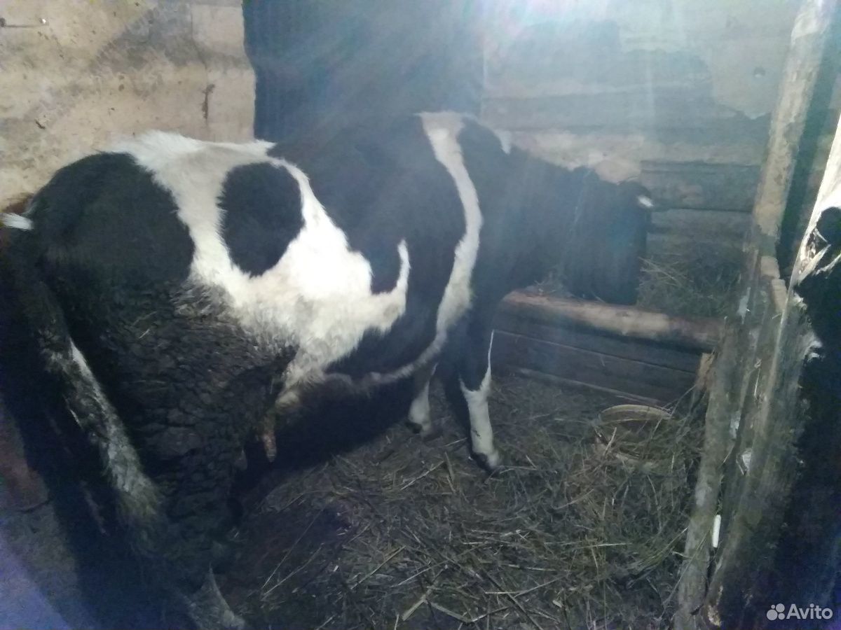 Продается корова двух годовалая и тёлочек год и дв купить на Зозу.ру - фотография № 4