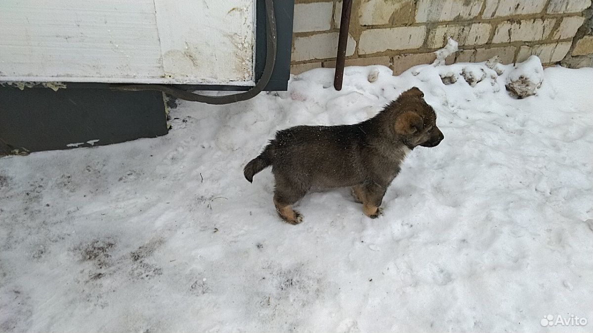 Щенки Лайки Купить В Ивановской Области