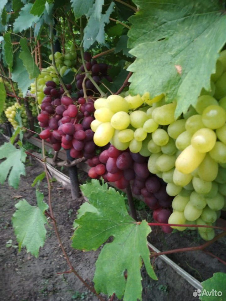 Саженцы столового винограда разных сортов купить на Зозу.ру - фотография № 6