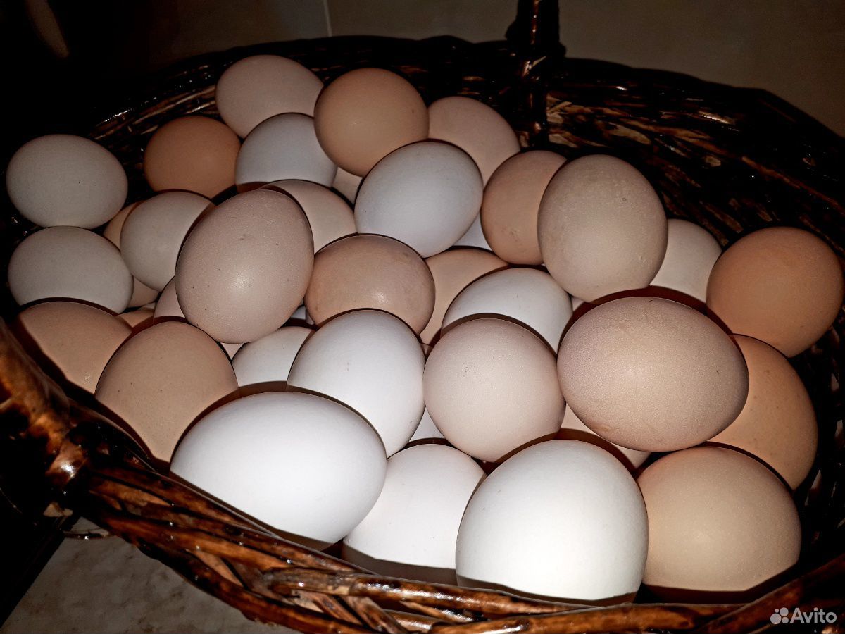 Куриные яйца купить на Зозу.ру - фотография № 4
