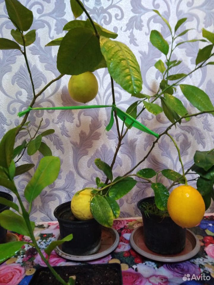 Саженцы апельсина,лимона,мандарина,грейпфрут,лавра купить на Зозу.ру - фотография № 6