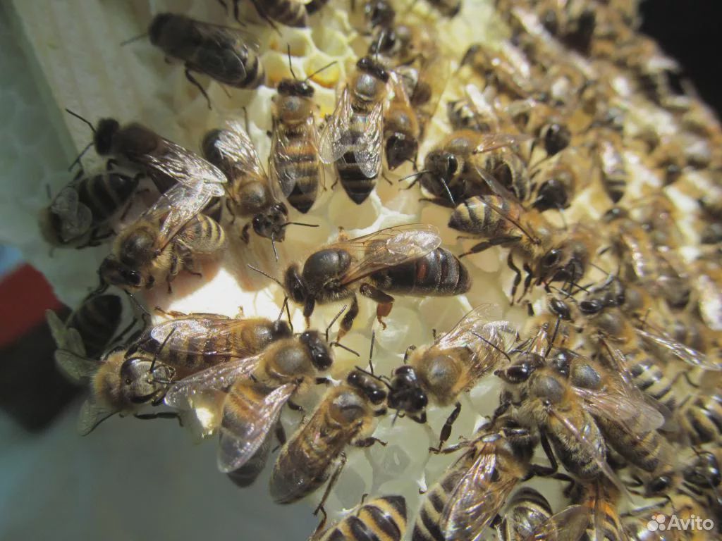 Продажа пчелосемей купить на Зозу.ру - фотография № 1