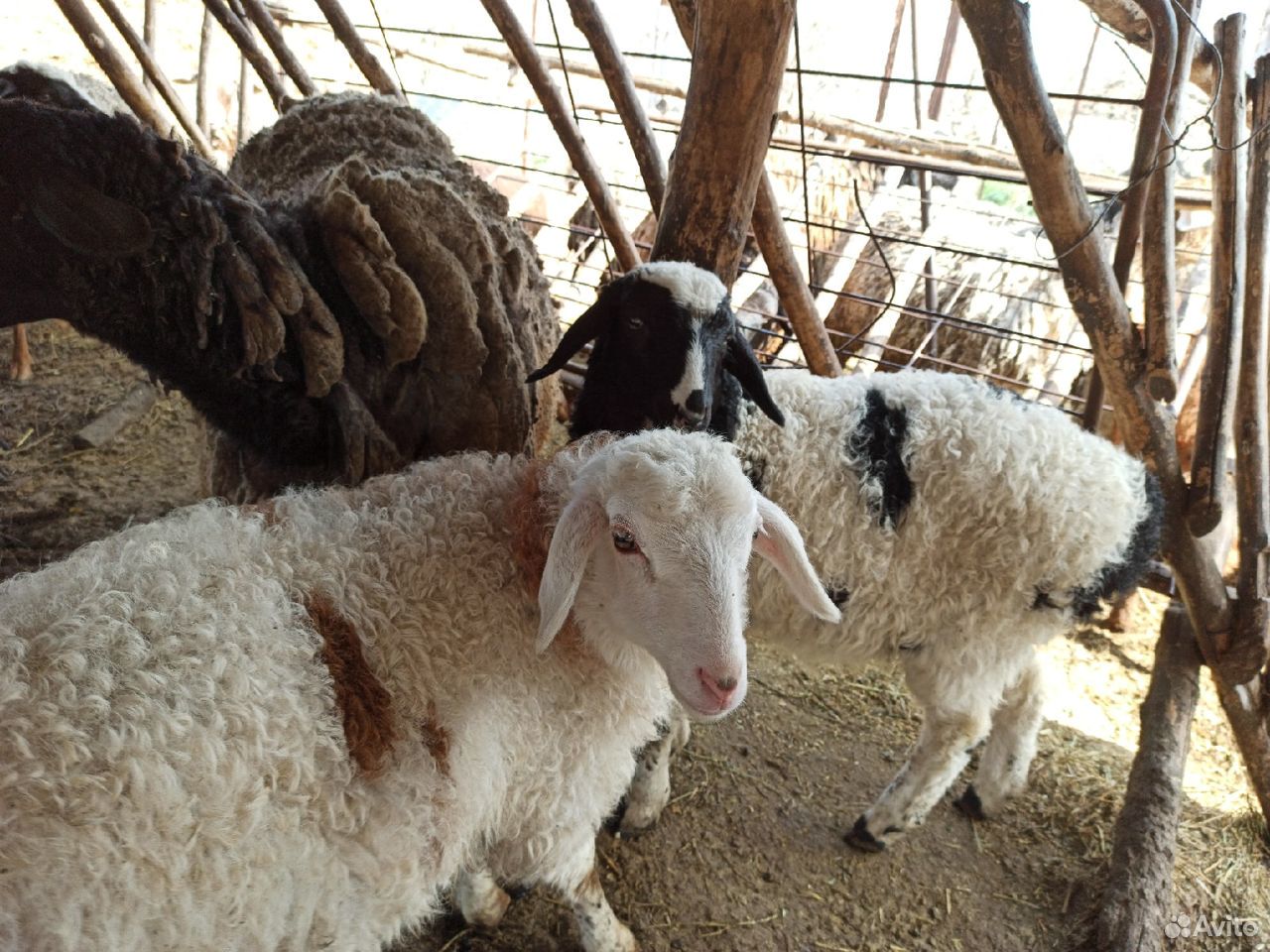 Овцы/бараны купить на Зозу.ру - фотография № 5
