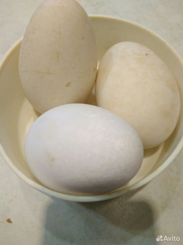 Яйца куриные, утиные, гусиные купить на Зозу.ру - фотография № 7