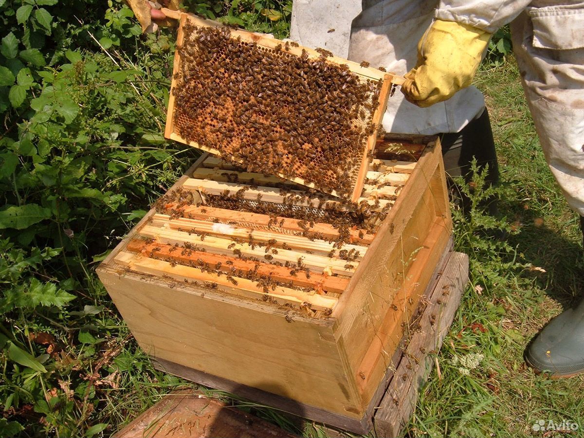 Пчелы-семьи купить на Зозу.ру - фотография № 1