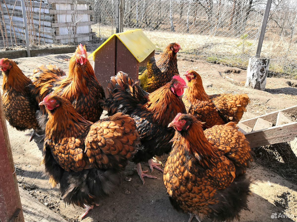 Инкубационное яйцо и цыплята породистых кур купить на Зозу.ру - фотография № 2