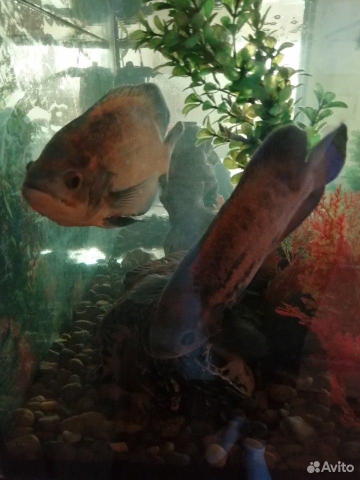 Продаётся большой аквариум с рыбами купить на Зозу.ру - фотография № 4