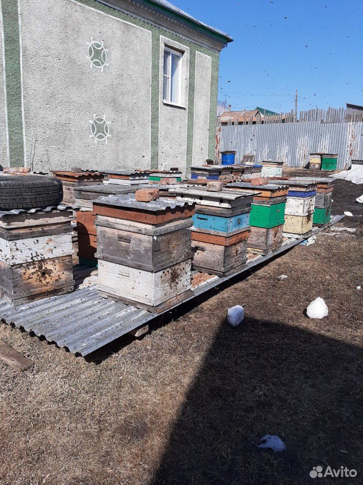 Пчелосемьи купить на Зозу.ру - фотография № 4