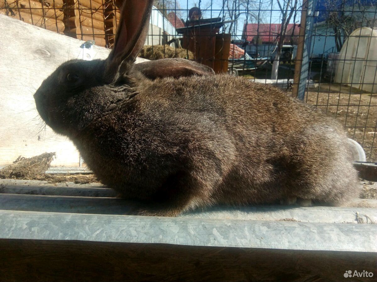 Кролик самец купить на Зозу.ру - фотография № 2