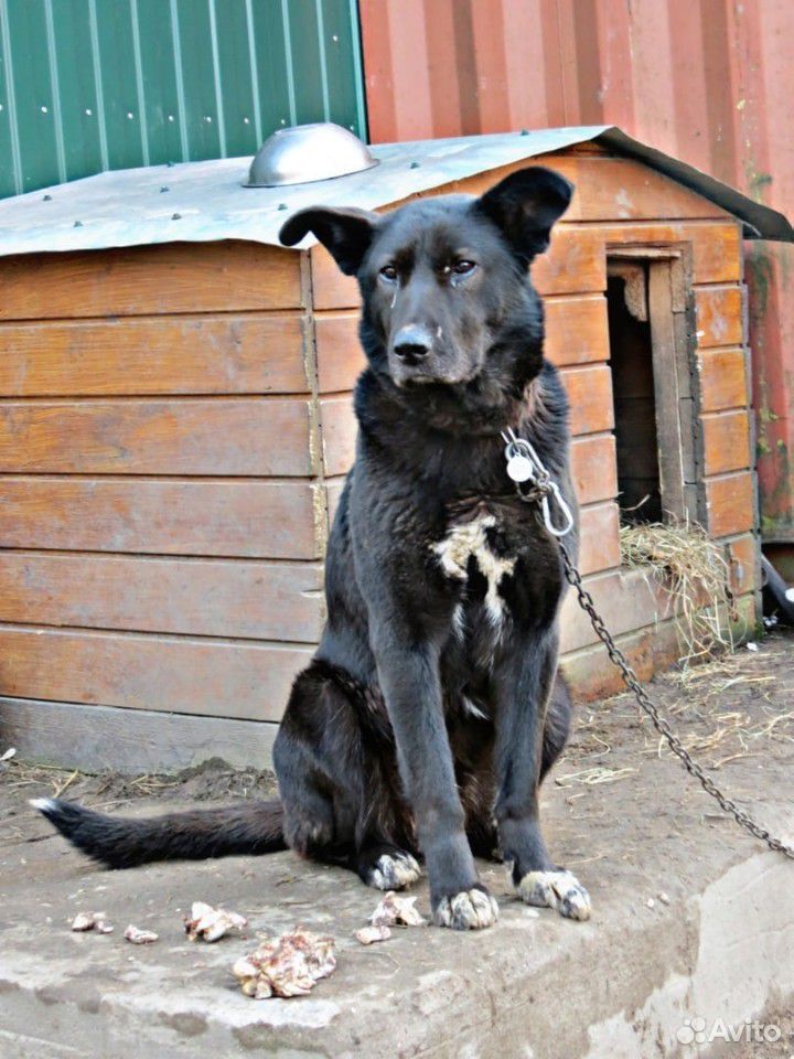 Крупная красивая собака ищет дом купить на Зозу.ру - фотография № 2