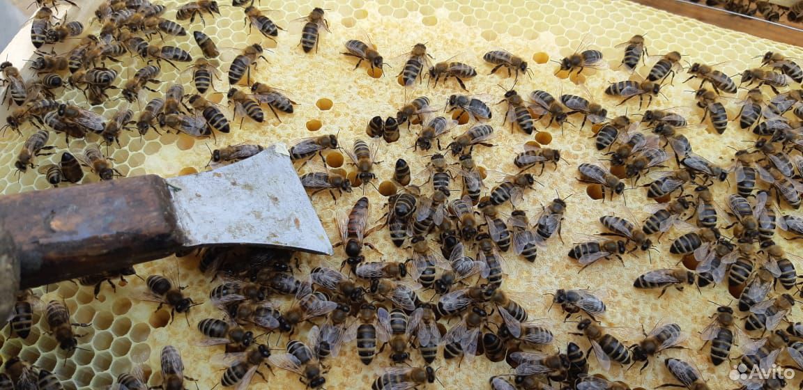 Продаются комплект ульи с пчёлами купить на Зозу.ру - фотография № 1
