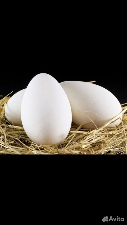 Яйца гусиные для инкубации купить на Зозу.ру - фотография № 1