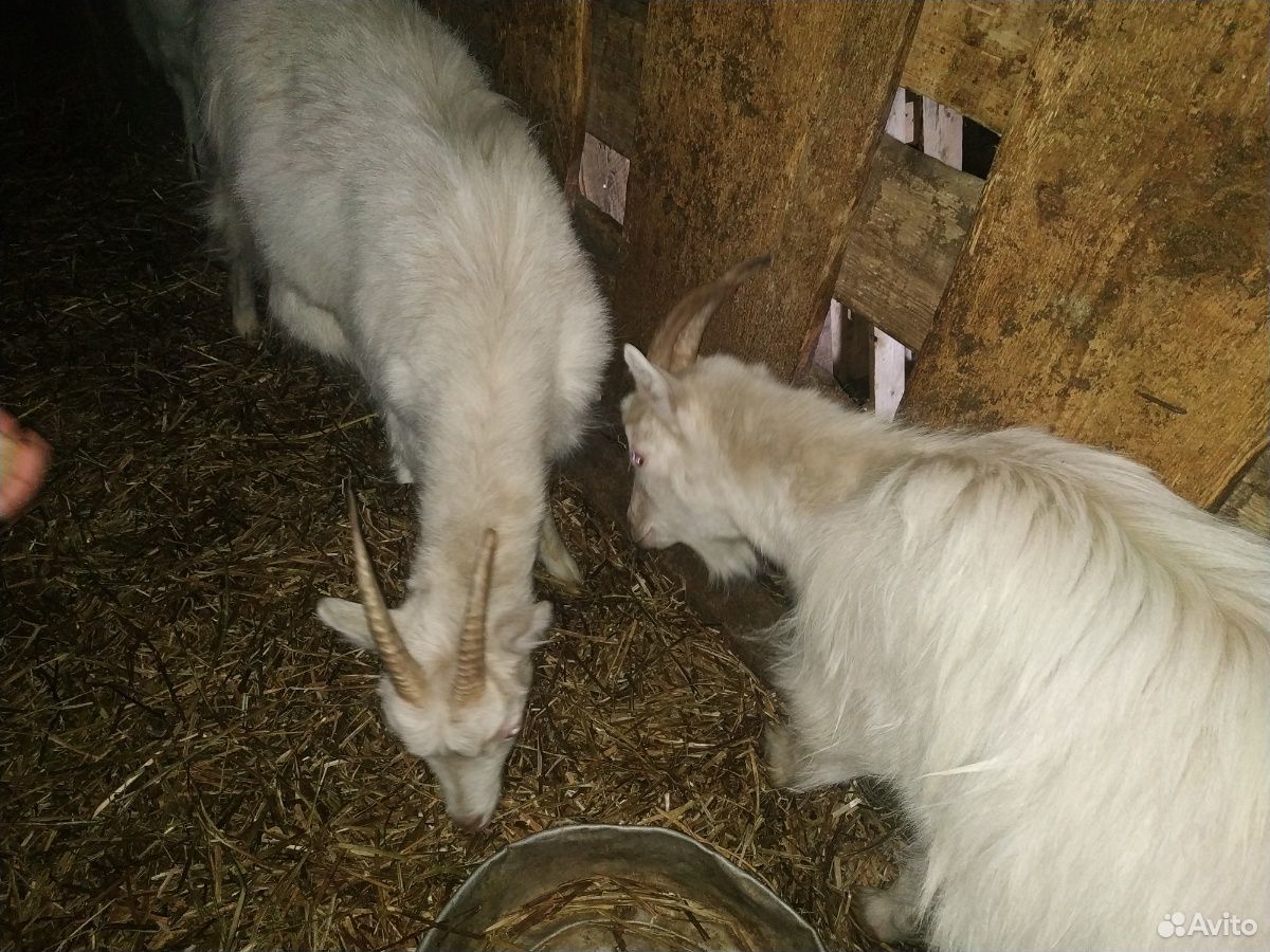 Продаются две козы купить на Зозу.ру - фотография № 1