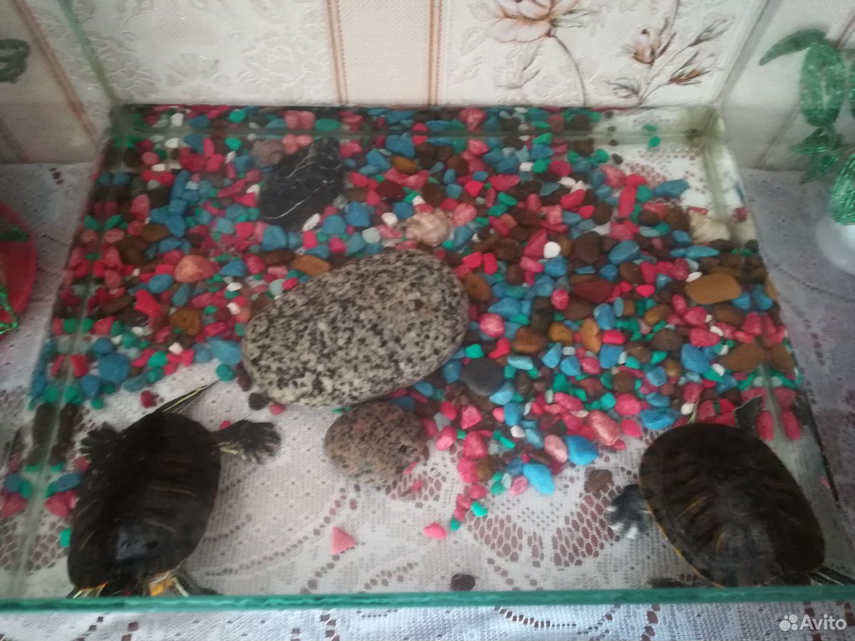 Продам двух красноухих черепах купить на Зозу.ру - фотография № 1