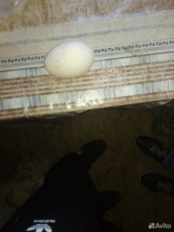 Утиные яйца инкубационные купить на Зозу.ру - фотография № 1