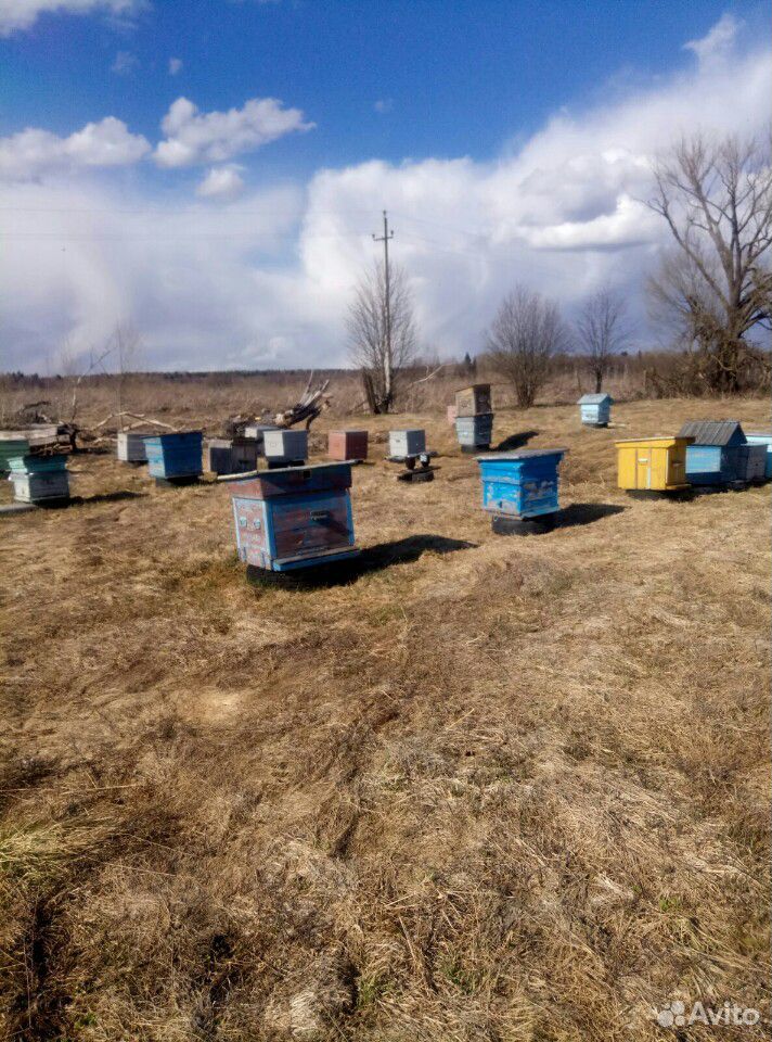 Продам пчёл, пакеты, маток купить на Зозу.ру - фотография № 4