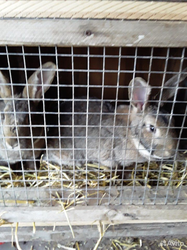 Кролики четырёх месяцев,и самки с малышами в налич купить на Зозу.ру - фотография № 6