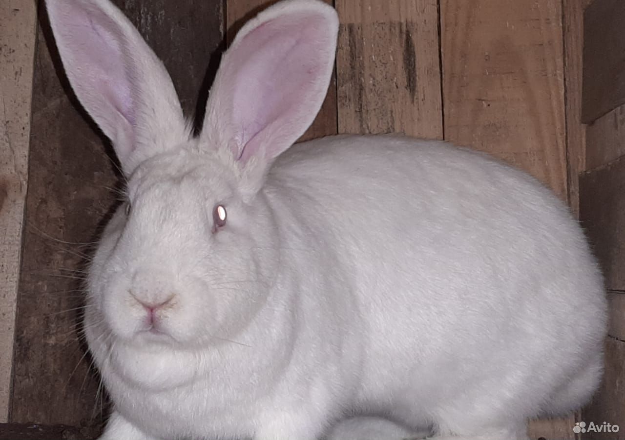Кролики: калифорнийская и крупная белая породы купить на Зозу.ру - фотография № 4