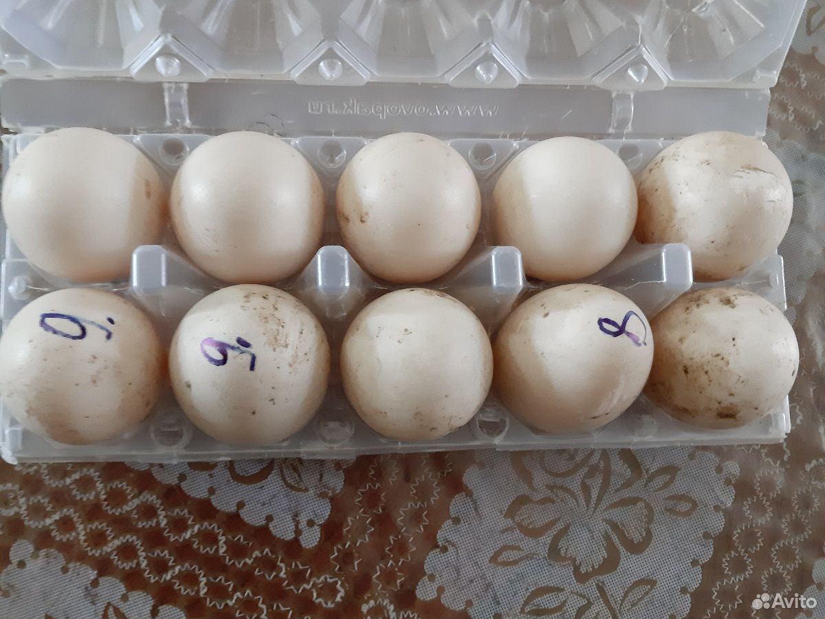 Яйцо муксусной утки купить на Зозу.ру - фотография № 1