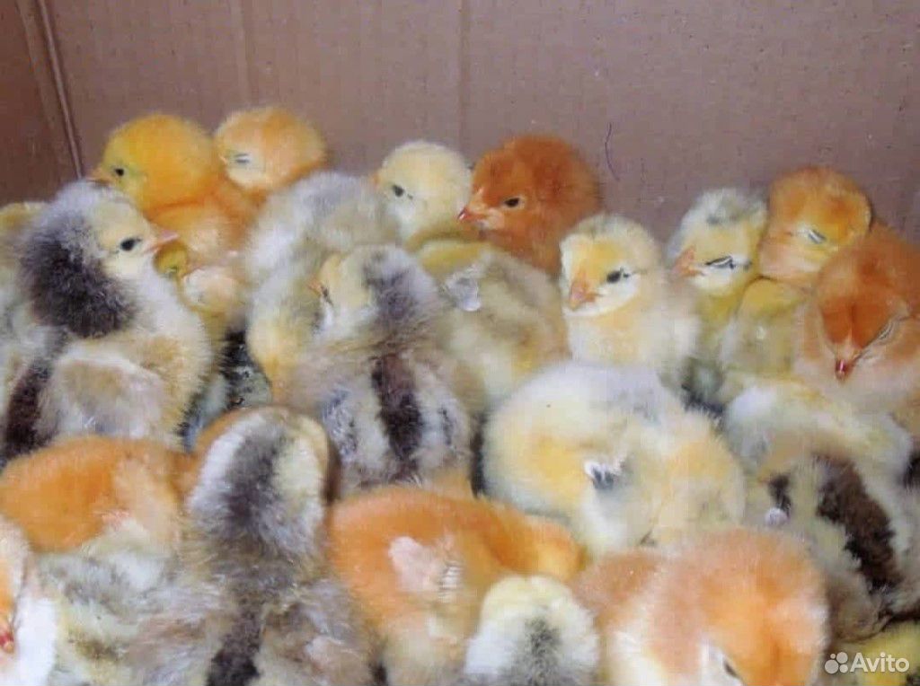 Цыплята бройлерные, утята, гусята купить на Зозу.ру - фотография № 5