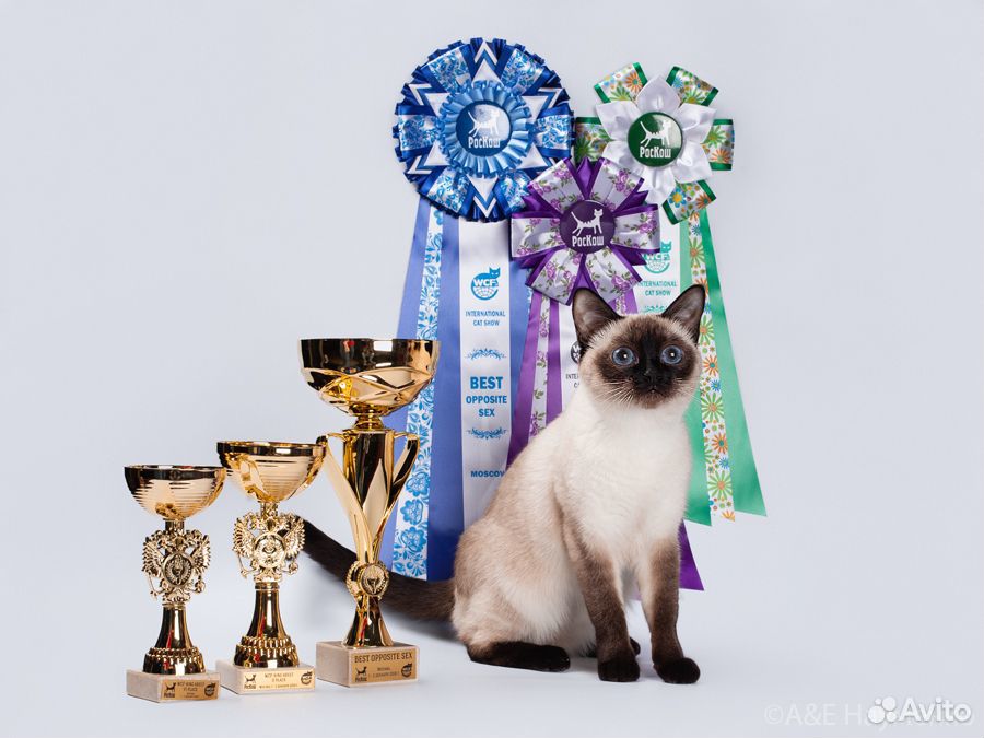 Тайский котенок купить на Зозу.ру - фотография № 1