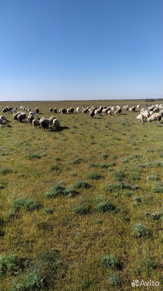 Овцы матки с ягняти купить на Зозу.ру - фотография № 2