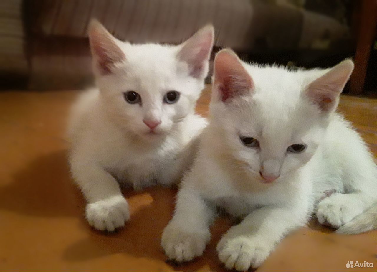 Отдам белых котят купить на Зозу.ру - фотография № 1