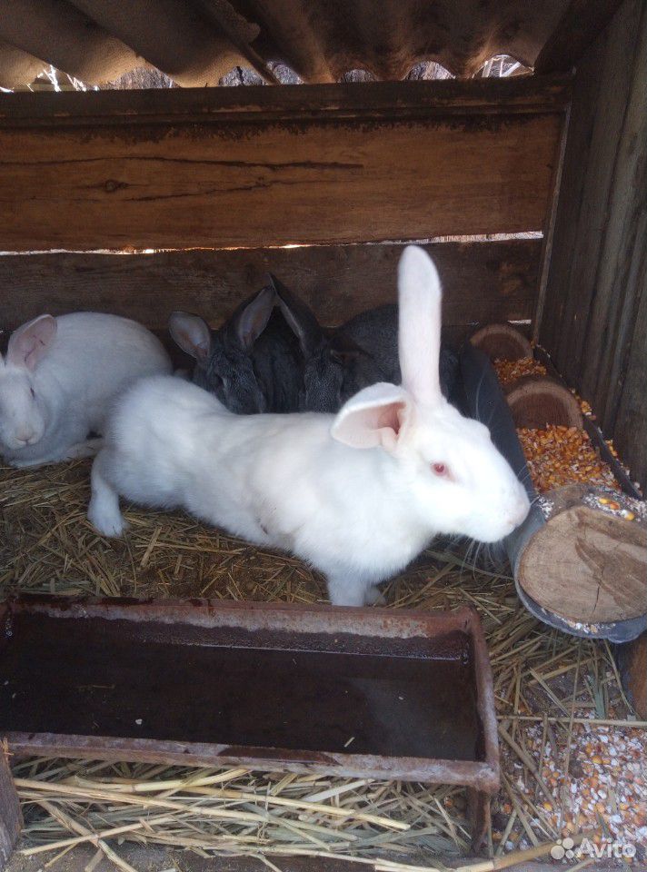 Самки кроликов на племя купить на Зозу.ру - фотография № 4