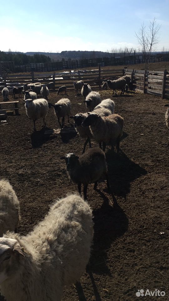 Бараны,овцы,ягнята,козлята купить на Зозу.ру - фотография № 3